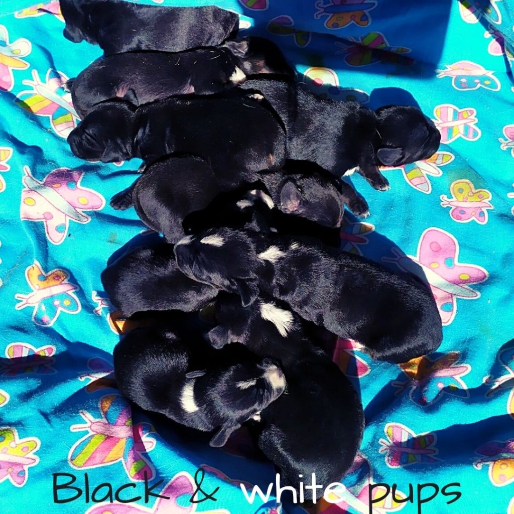 Black & White pups