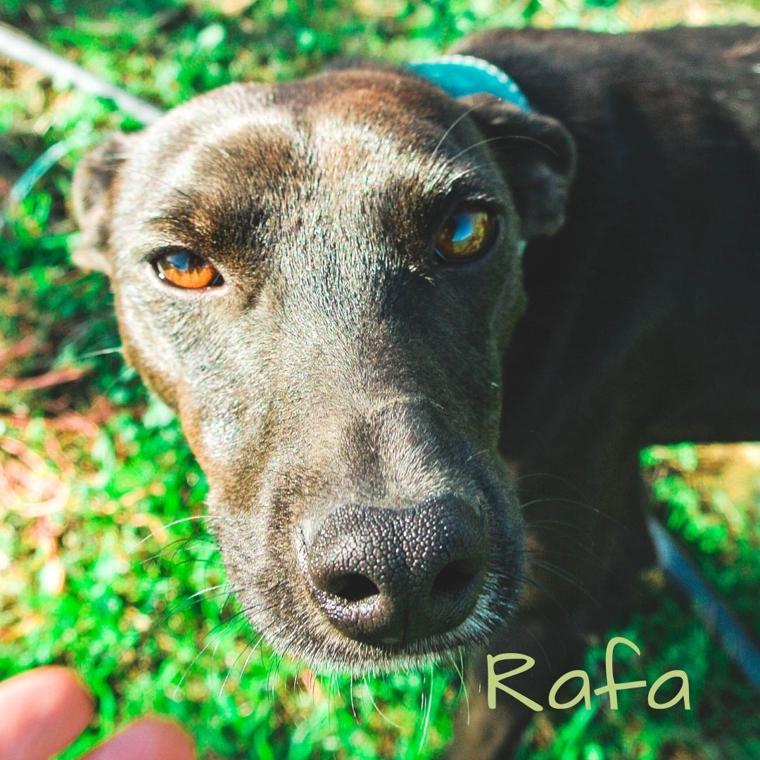 Rafa