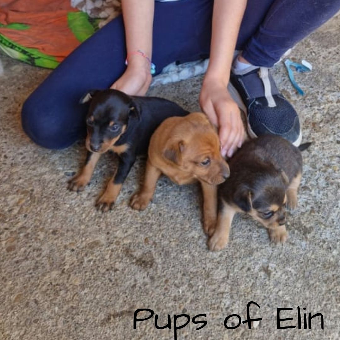 Pups of Elin